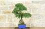 3 - Bonsai di Olmo Cinese (147)