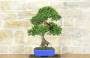 4 - Bonsai di Olmo Cinese (147)