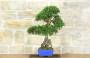 5 - Bonsai di Olmo Cinese (147)