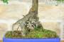 6 - Bonsai di Olmo Cinese (147)