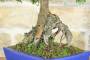 7 - Bonsai di Olmo Cinese (147)