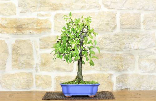 2 - Bonsai di Prugnolo (26)