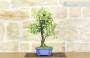 3 - Bonsai di Prugnolo (26)