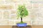 4 - Bonsai di Prugnolo (26)