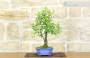 5 - Bonsai di Prugnolo (26)