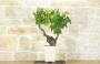 2 - Bonsai di Vite (107)