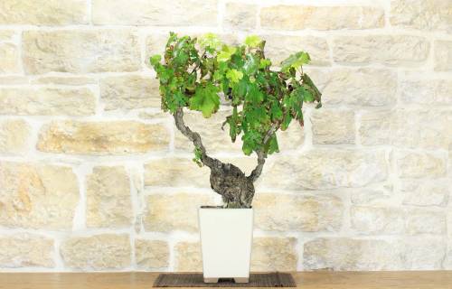 2 - Bonsai di Vite (107)