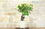 3 - Bonsai di Vite (107)