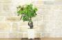 5 - Bonsai di Vite (107)