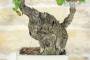 6 - Bonsai di Vite (107)