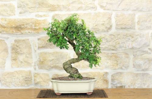 2 - Bonsai di Biancospino (30)
