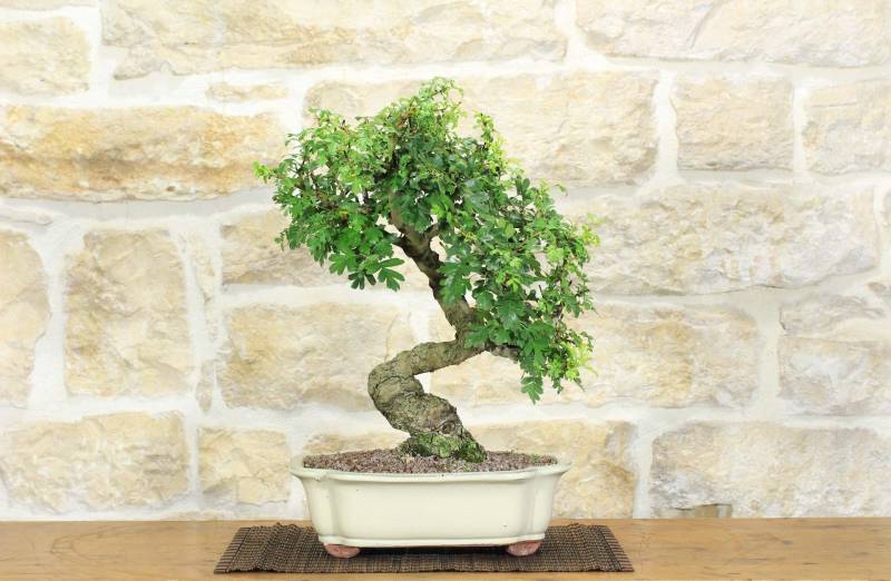 2 - Bonsai di Biancospino (30)
