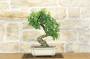 2 - Bonsai di Biancospino (30)