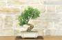 4 - Bonsai di Biancospino (30)