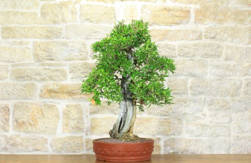 2 - Bonsai di Melograno (135)