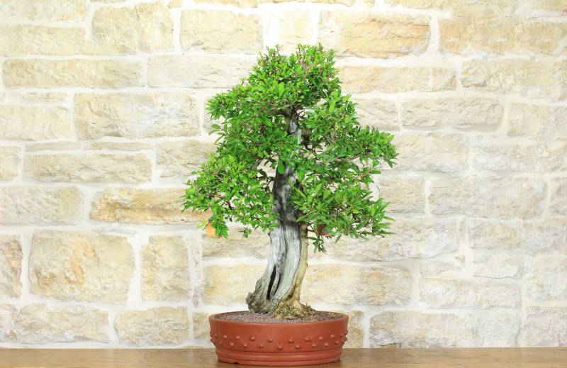 2 - Bonsai di Melograno (135)