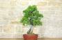 2 - Bonsai di Melograno (135)
