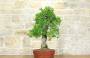 3 - Bonsai di Melograno (135)