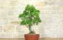 4 - Bonsai di Melograno (135)