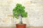 5 - Bonsai di Melograno (135)