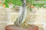 6 - Bonsai di Melograno (135)