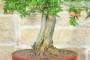 7 - Bonsai di Melograno (135)