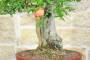 8 - Bonsai di Melograno (135)