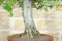 9 - Bonsai di Melograno (135)