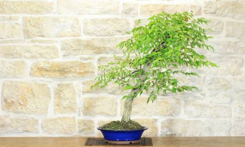 2 - Bonsai di Bignonia (12)