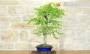 3 - Bonsai di Bignonia (12)