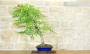 4 - Bonsai di Bignonia (12)
