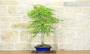 5 - Bonsai di Bignonia (12)