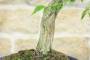 6 - Bonsai di Bignonia (12)