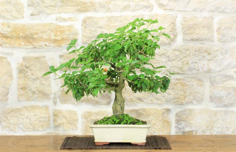 2 - Bonsai di Lantana Camara (38)