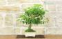 3 - Bonsai di Lantana Camara (38)