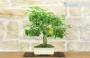 4 - Bonsai di Lantana Camara (38)