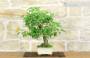 5 - Bonsai di Lantana Camara (38)