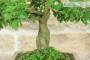 6 - Bonsai di Lantana Camara (38)