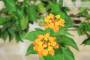 7 - Bonsai di Lantana Camara (38)
