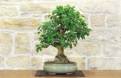 Bonsai di Gelso (62)