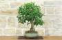 3 - Bonsai di Gelso (62)
