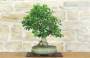 4 - Bonsai di Gelso (62)
