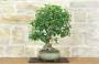 5 - Bonsai di Gelso (62)