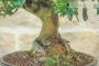 6 - Bonsai di Gelso (62)
