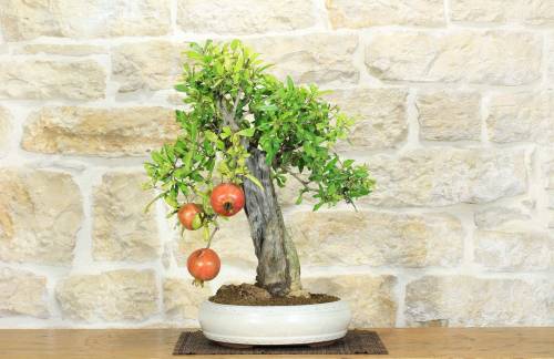 2 - Bonsai di Melograno (136)