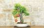 2 - Bonsai di Melograno (136)