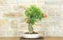 3 - Bonsai di Melograno (136)