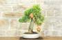 4 - Bonsai di Melograno (136)