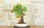5 - Bonsai di Melograno (136)