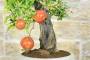 7 - Bonsai di Melograno (136)